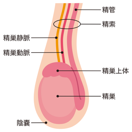 精巣上体炎とは