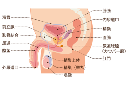 陰嚢（いんのう）と精巣（キンタマ）とは